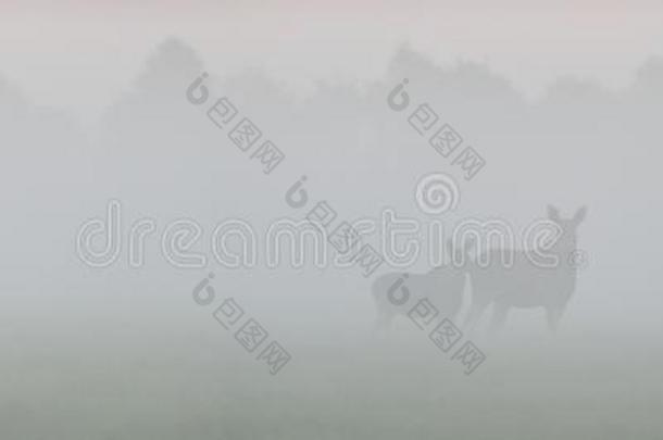 雾中的驼鹿
