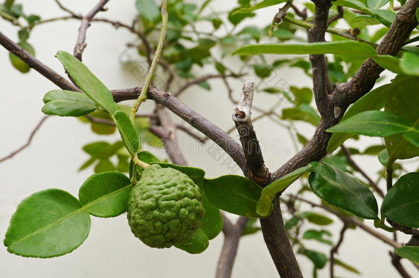 树上的水蛭酸橙或佛手柑果实