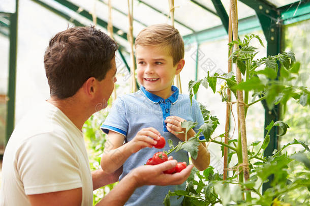 父子俩在温室里收获自家种的西红柿