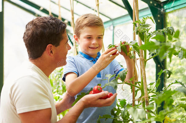 父子俩在温室里收获自家种的西红柿