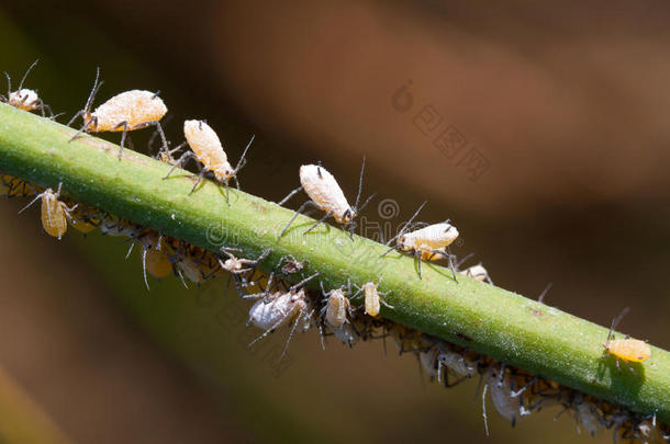 绿色植物叶片上<strong>的</strong>蚜虫