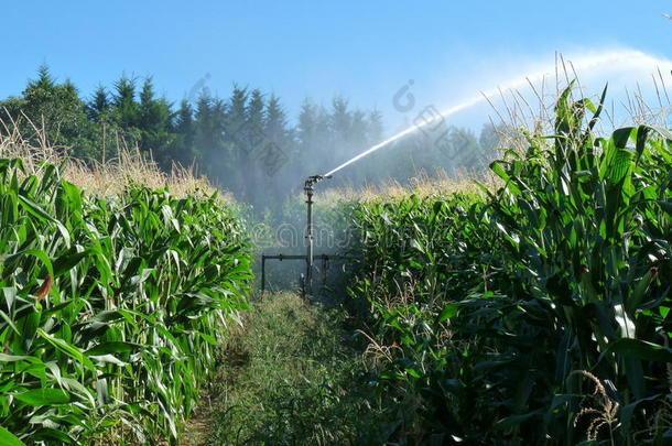 在玉米地里喷水的喷雾器