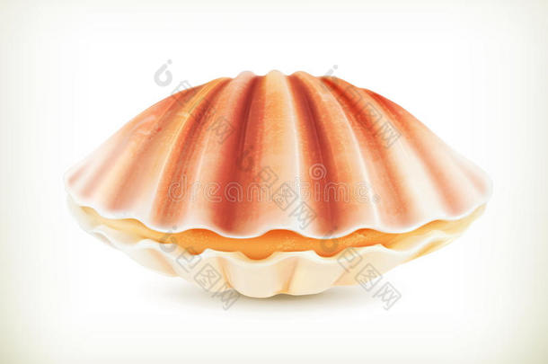 贝壳，高品质插图