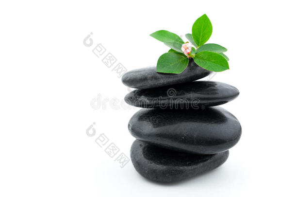 植物平衡水疗石