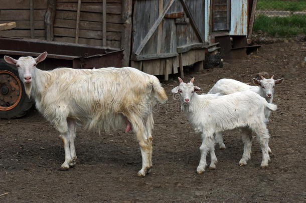 两个顽皮的小山羊遇见了妈妈