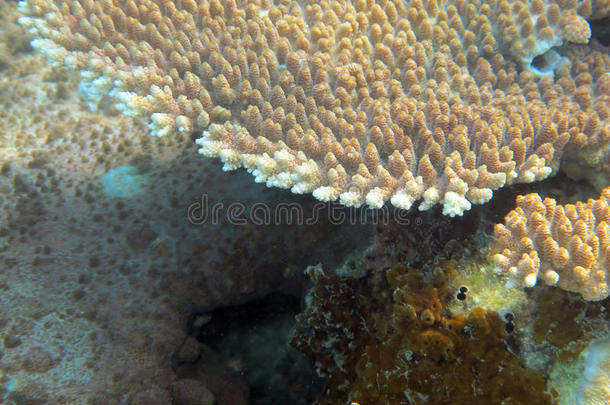 热带咸<strong>水环境</strong>中的海洋珊瑚