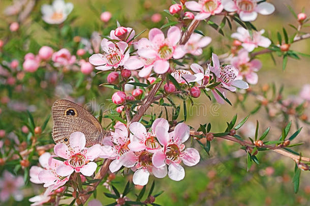 澳大利亚野生动植物花蝴蝶