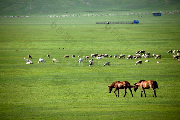金合尔汗蒙古部落河畔<strong>草原羊</strong>、马、牛