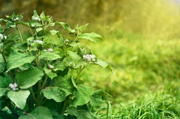 草丛仙鹤草