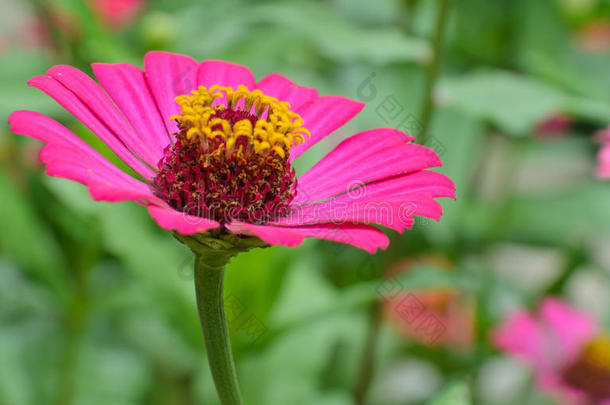 仙草花