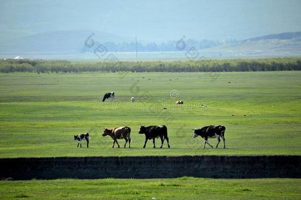 金合尔汗蒙古部落河畔草原羊、马、牛