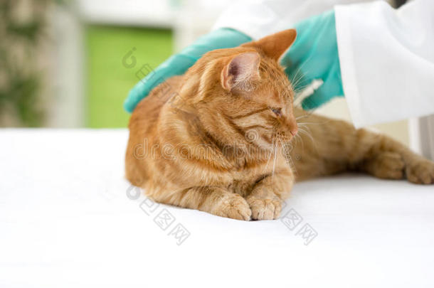 兽医在兽医诊所检查猫的健康
