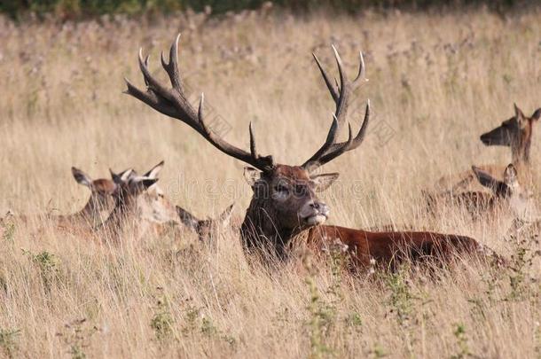 英格兰茂密公园的马鹿鹿群，图片，照片，图片，图片
