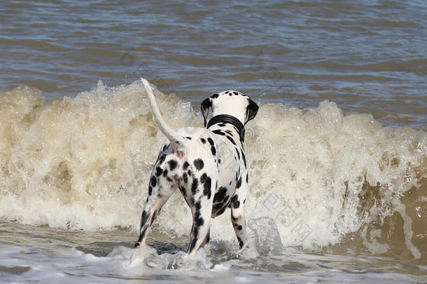 看海浪的达尔马提亚狗