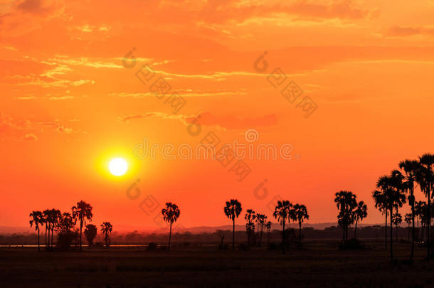 非洲风景中的橙色晚霞