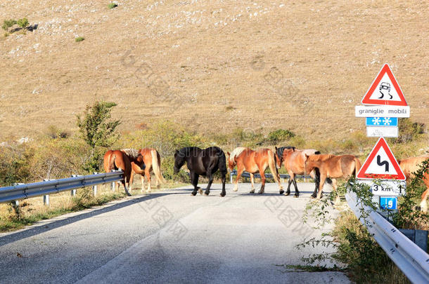 马在意大利南部横穿马路