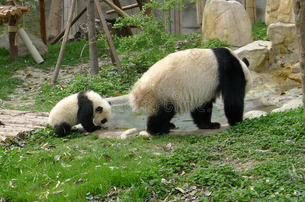 妈妈喝水的熊猫宝宝