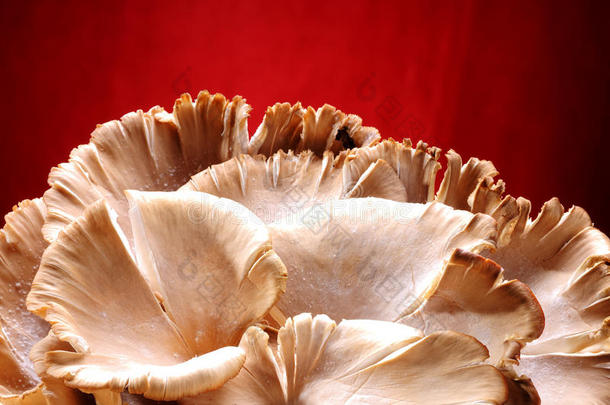 红底蘑菇