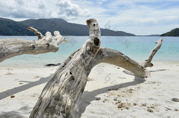 热带海滩上有趣的枯树