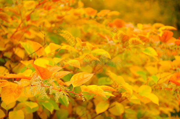 西伯利亚山<strong>茱萸</strong>（山<strong>茱萸</strong>属），秋天有红色和黄色的叶子