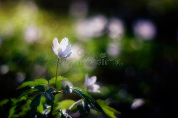 白银莲花。早春花