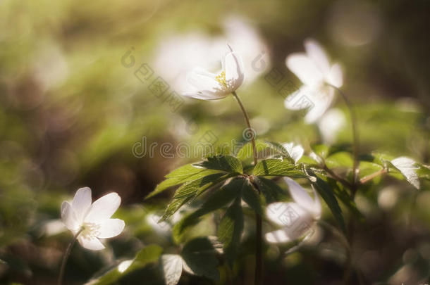 白银莲花。早春花