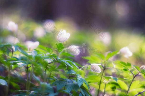 白银莲花。早春花