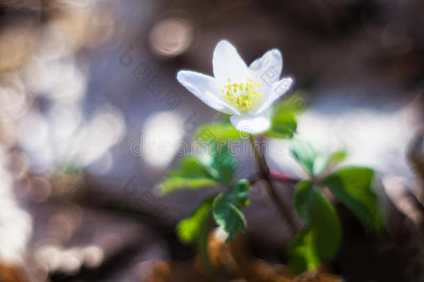 白银莲花。早春花