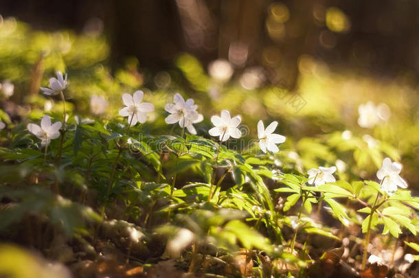 白银莲花。早春花