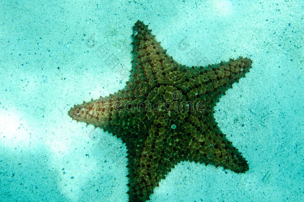 <strong>海洋公园</strong>托巴戈礁缓冲海星的特写细节：东加勒比圣文森特和格林纳丁斯。