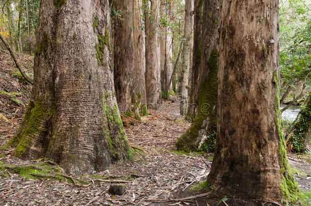 西班牙加利西亚苏托达特雷塔的<strong>桉树</strong>林。