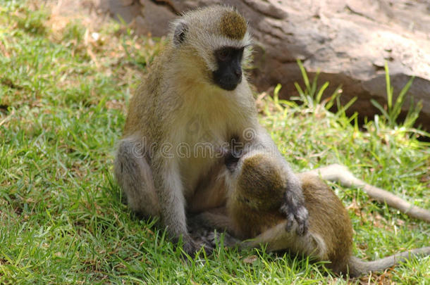 维维特猴子给她的孩子喂奶-安全肯尼亚