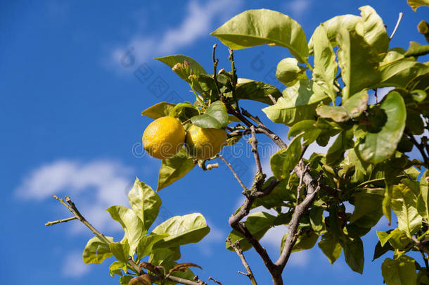 柠檬树上的新鲜柠檬蓝天自然夏日