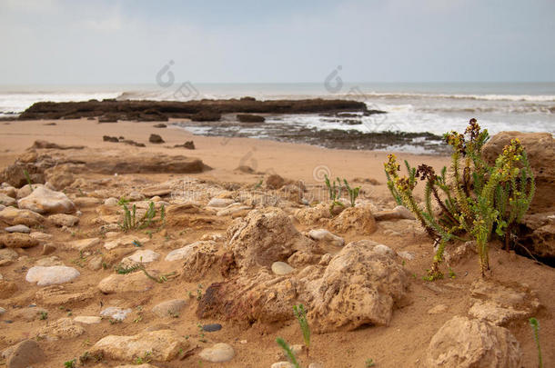 海边有石头和植物