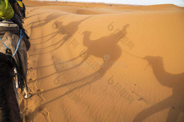 骆驼骑在沙漠里