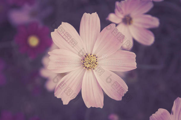 柔和的粉红色cosmos花朵，带有<strong>栀子花</strong>的色调复古风格