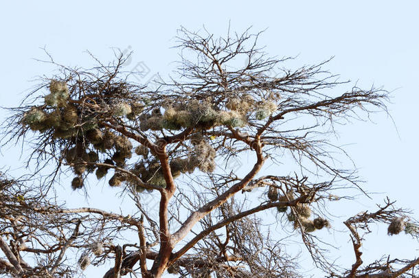 树上成串美丽的织布鸟巢