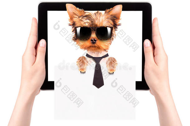 在平板电脑屏幕上举着横幅的商务犬