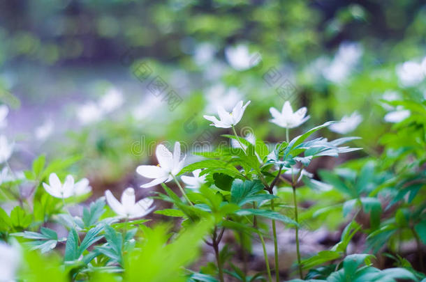 夕阳下的白银莲花