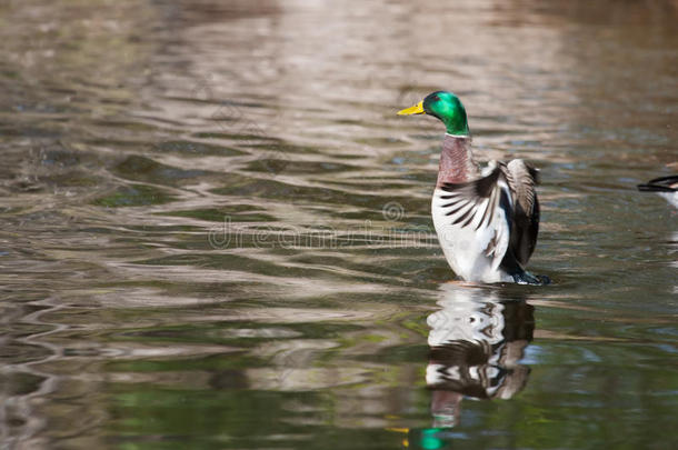 绿头鸭（anas platyrhynchos）在池塘中柔软地<strong>扇动翅膀</strong>