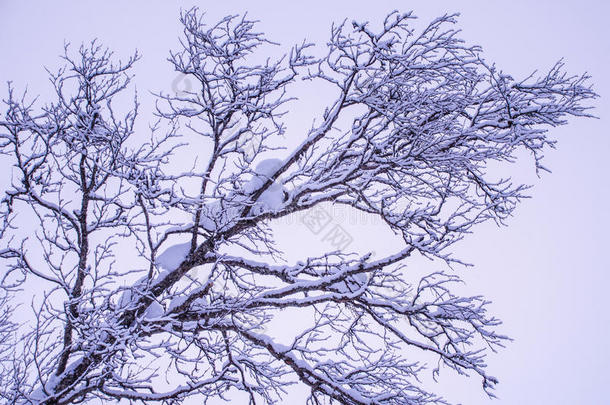 白雪覆盖的树枝剪影