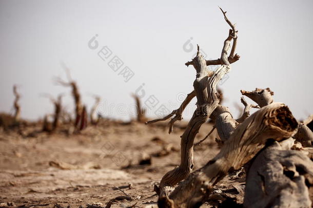 额济纳旗沙漠英雄枯树