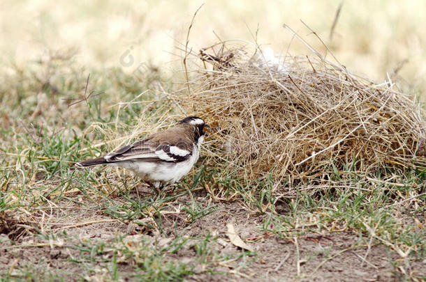 一个美丽的白眉麻雀织布工用稻草筑巢