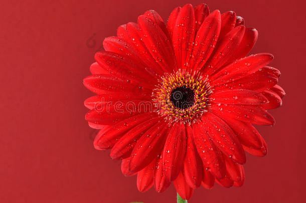 红雏菊