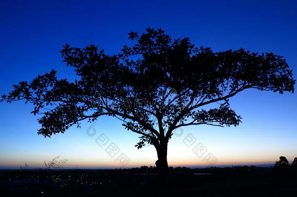 黄昏深蓝色天空下的树影