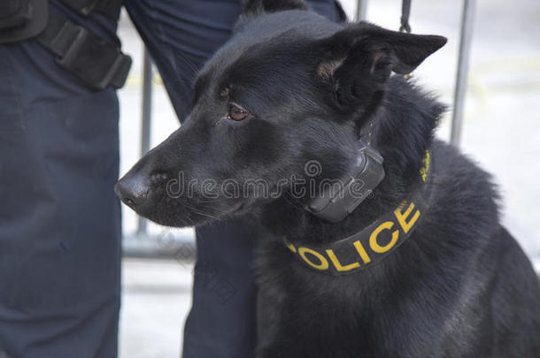 纽约警察局交通局k-9德国牧羊犬在曼哈顿第四十八届超级碗比赛周期间为百老汇提供安保服务