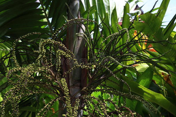 泰国科兰塔phra ae海滩帕尔马酒店区的植物