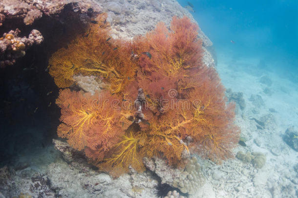 荔浦岛黄结扇珊瑚