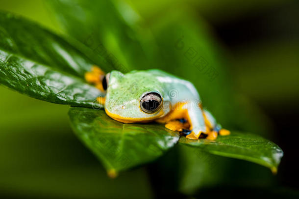 真实丛林中异国情调叶子上的青蛙