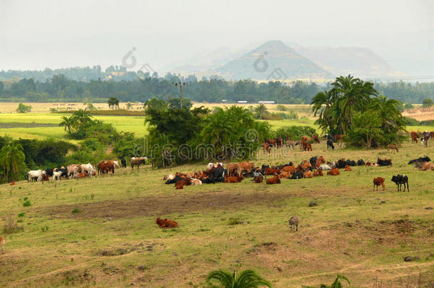 牧场上的埃塞俄比亚奶牛。自然景观：田野和草地。非洲，埃塞俄比亚。